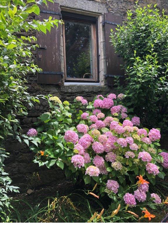 Garten mit Hortensien